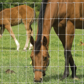 4' Horse Net HNHT13/122/7.5 (X Knot)