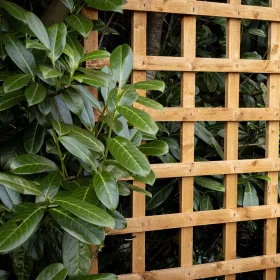An Empingham gold square trellis stood behind some leaves from a tree