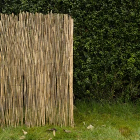 A close up view of the end of an unravelled roll of reed screening against a garden hedge.