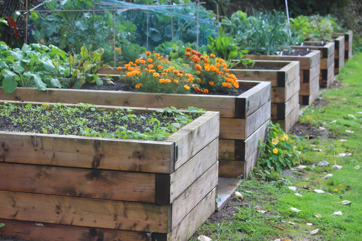 A vegetable garden with a row of homemade, wooden raised beds made with timber sleepers.