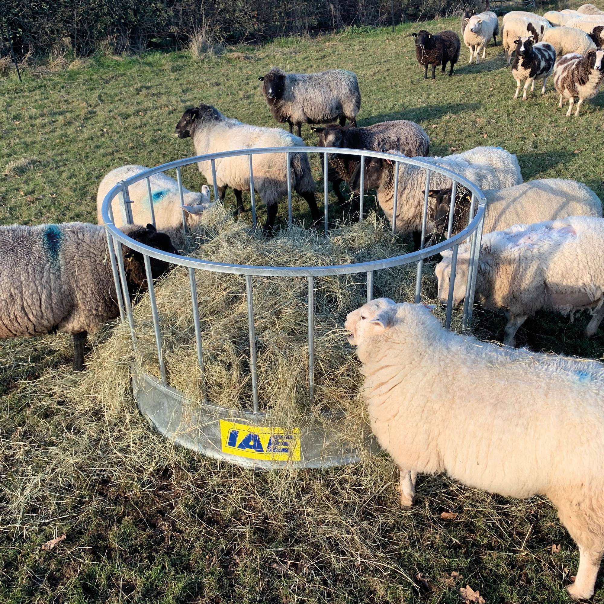 Standard Sheep Ring Feeder (24 Spaces) - Image 2