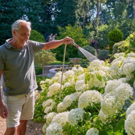The Hozelock 3 in 1 Nozzle being used to water a large collection of white flowers