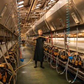 Farmer wearing a green milking apron while cleaning equipment in a modern dairy parlour – protective waterproof apron ideal for milking and dairy work.
