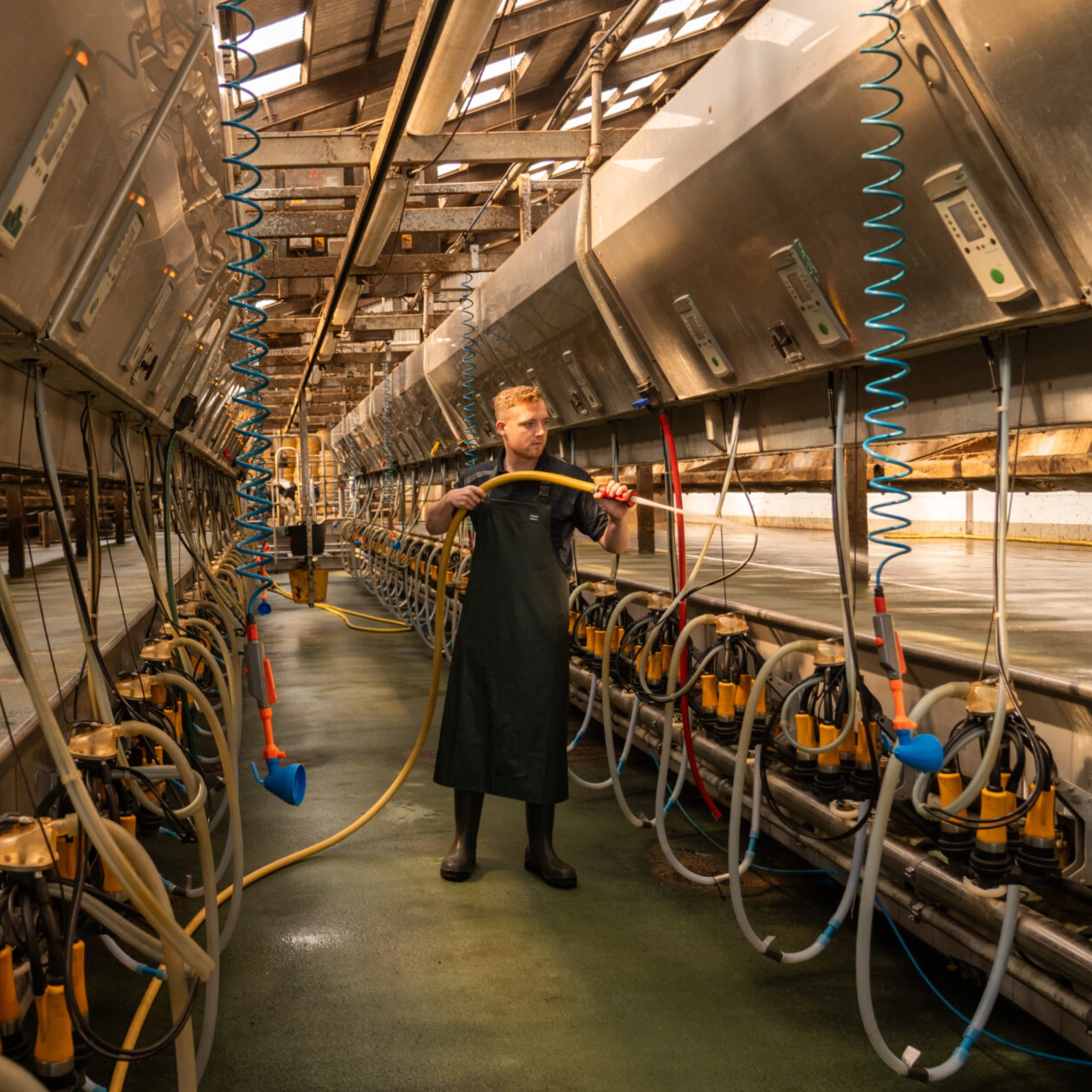 Farmer wearing a green milking apron while cleaning equipment in a modern dairy parlour – protective waterproof apron ideal for milking and dairy work.