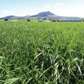 Landmark Extreme Ley Pasture Grass Seed 20kg - Image 3