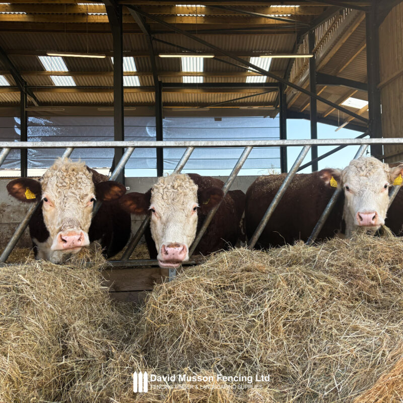 Beef cattle feeding in a farm building, representing agricultural infrastructure and farm improvement projects that may be eligible under Capital Grants 2026.
